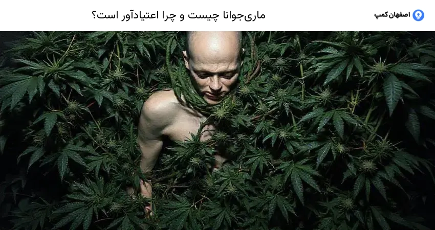 ماری‌جوانا چیست و چرا اعتیادآور است؟